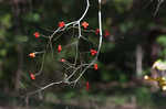 Flowering dogwood